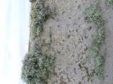 image of grave number 739922